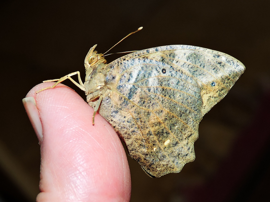 Brown Owl-Butterfly