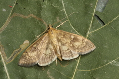 Anania lancealis