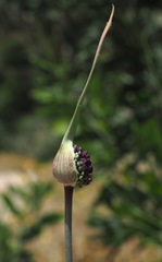 Allium ampeloprasum