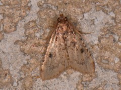 Aglossa disciferalis