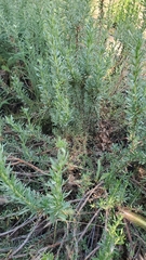 Myoporum parvifolium