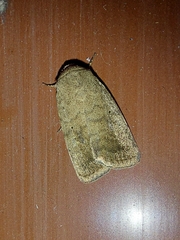 Caradrina clavipalpis