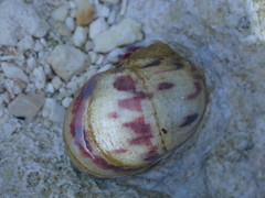 Nerita peloronta