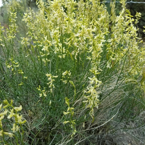 basalt milkvetch (Astragalus filipes)