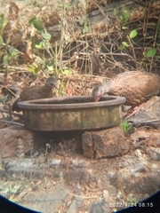 Galloperdix spadicea