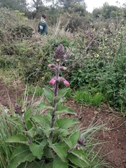 Salvia sclareoides