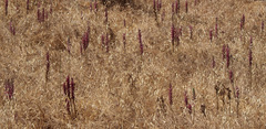 Anacamptis sancta