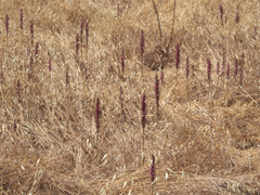 Anacamptis sancta