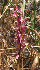 Anacamptis sancta