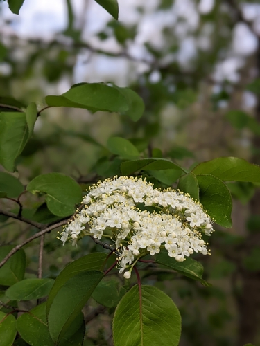 Viburnum prunifolium