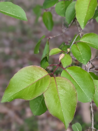 Viburnum prunifolium