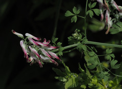 Fumaria capreolata