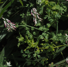 Fumaria capreolata