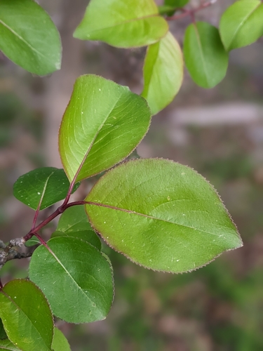 Viburnum prunifolium
