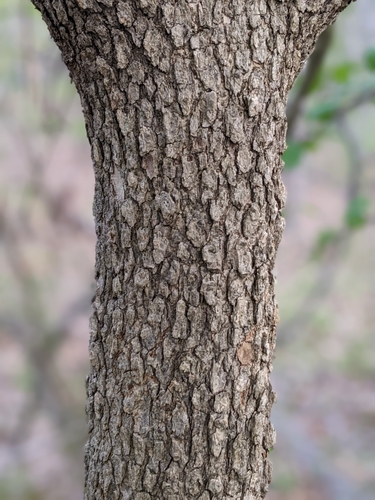 Viburnum prunifolium