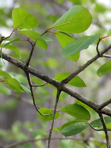 Viburnum prunifolium