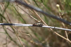 Acmaeodera recticollis