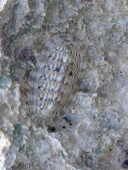 Chiton squamosus