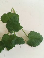 Lamium purpureum