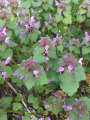 Lamium purpureum