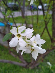 Exochorda