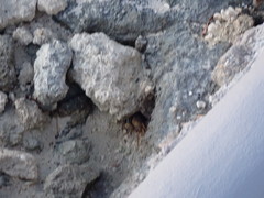 Gecarcinus lateralis