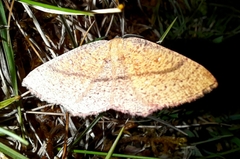 Cyclophora punctaria