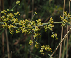 Ephedra aphylla