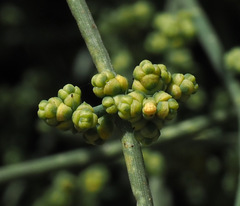 Ephedra aphylla