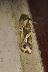Spodoptera litura