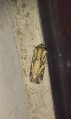 Spodoptera litura
