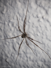 Dasylobus graniferus