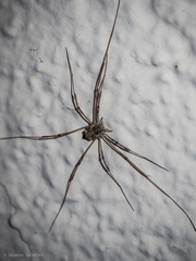 Dasylobus graniferus