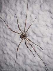 Dasylobus graniferus