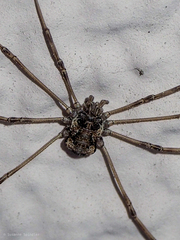 Dasylobus graniferus