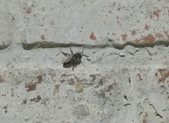 Melecta albifrons
