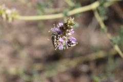 Acmaeodera mixta