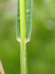 Poa pratensis pratensis