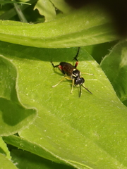 Macrophya rufipes
