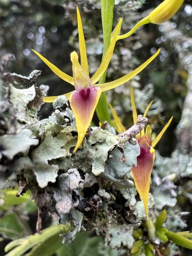 Hofmeisterella eumicroscopica (Rchb.f.) Rchb.f.