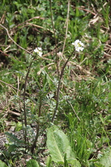 Cardamine uliginosa