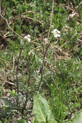 Cardamine uliginosa