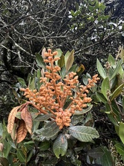 Clethra ferruginea