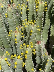 Euphorbia resinifera