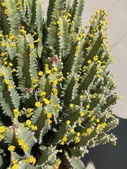 Euphorbia resinifera