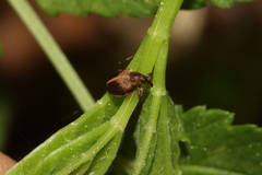 Lignyodes enucleator