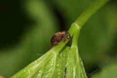 Lignyodes enucleator