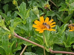 Apis mellifera