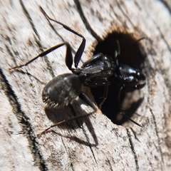 Camponotus vagus
