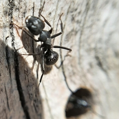 Camponotus vagus